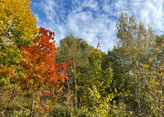 Fototapeta premium Beautiful autumn landscape. The sky with clouds, trees. Red leaves on the tree.