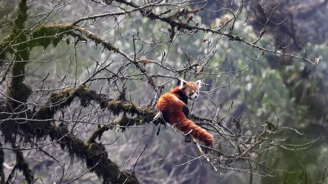 Red Panda (Ailurus fulgens) climbing on a tree. Also known as the lesser panda