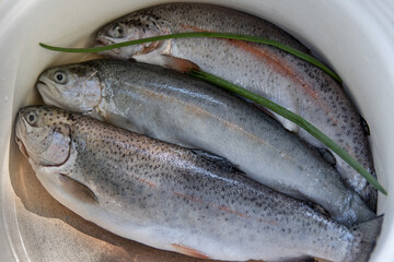Three raw  freshly caught rainbow trouts laid in a white enamelled bowl in the kitchen.  Closeup of a fresh forel trout fish in a casserole pot, ready for preparation and cooking. Top view. 
