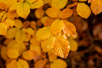 Golden autumn leaves in close-up