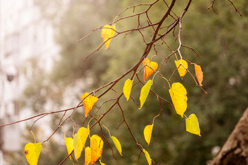 Yellowing leaves on tree branches, a concept of autumn.