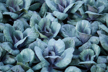 Fototapeta premium Red organic Cabbage on the field background