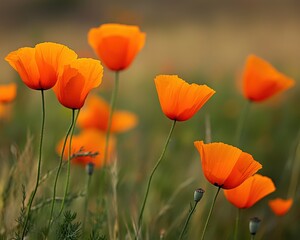 Naklejka premium Orange California Poppys Blossoming in Spring Field