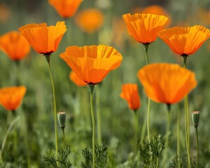Obraz premium Orange California Poppys in Grass Field. Native Spring Blossoms with Orange Blooms