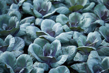 Obraz premium Red organic Cabbage on the field background