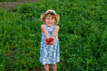 Child picking strawberries in the garden. Selective focus.