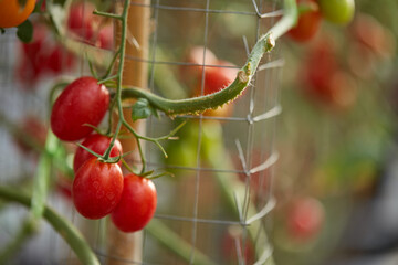 Organic Cherry tomato in the garden