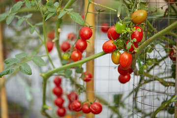 Organic Cherry tomato in the garden