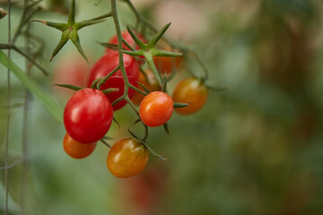 Organic Cherry tomato in the garden