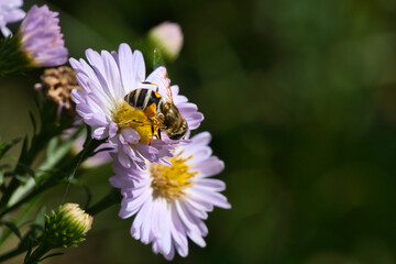 Hoverfly on a delicate pink flower collecting pollen. Macro shot of an insect