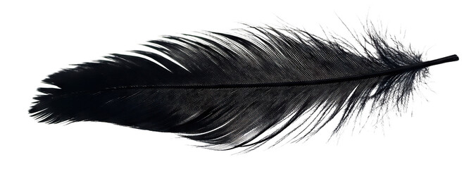 Black feather floating gently, isolated on transparent cutout background