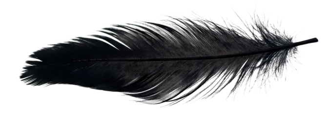 Black feather floating gently, isolated on transparent cutout background
