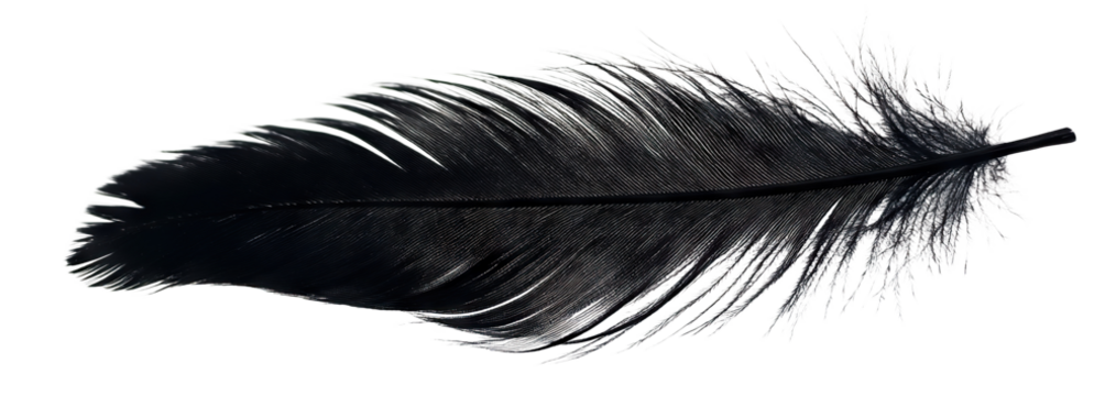 Black feather floating gently, isolated on transparent cutout background