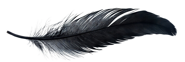 Black feather floating gently, isolated on transparent cutout background