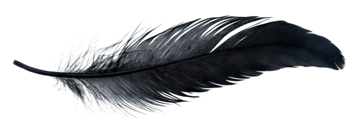 Black feather floating gently, isolated on transparent cutout background