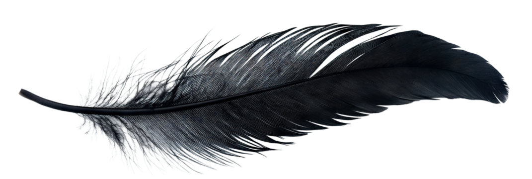 Black feather floating gently, isolated on transparent cutout background