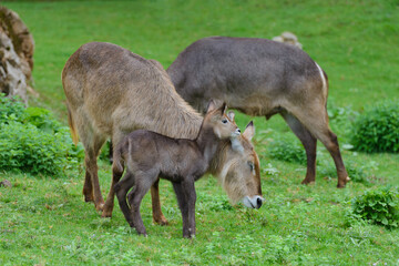 Fototapeta premium antelopes grazing on a green meadow, animals in their natural environment