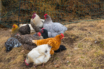 Hühner auf Misthaufen