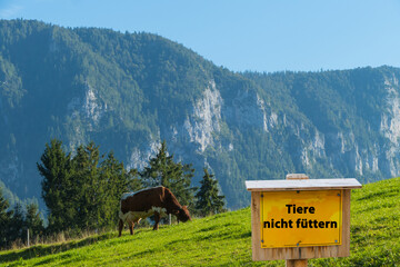 Tiere nicht füttern Schild Kuh auf Alm Alpen