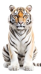 Obraz premium White tiger, white background, orange eyes, symmetrical composition, symmetrical close-up photo of face