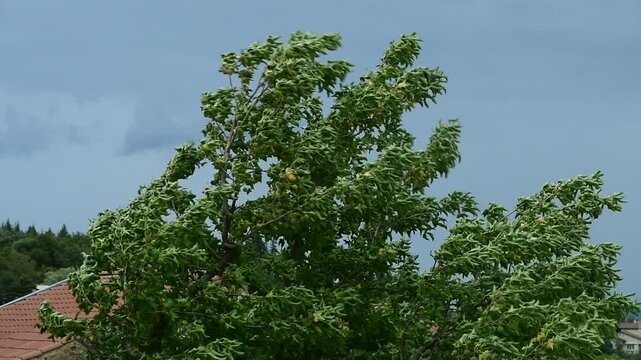 Storm Aitor in France in the Pilat Regional Natural Park, Loire.
Strong winds and thunderstorms.