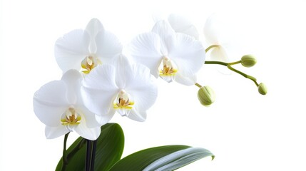 Obraz premium Phalaenopsis Orchids: Stunning White Orchid Flowers in Flower Pot on Isolated White Background