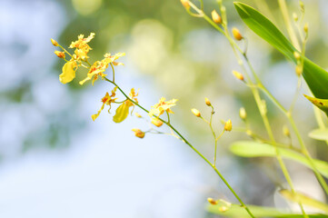 yellow oncidium orchid or yellow orchid flower ,orchid