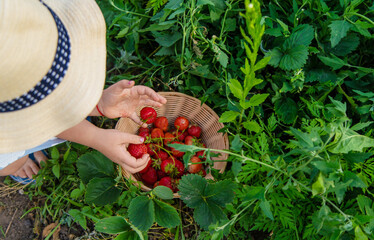 Child picking strawberries in the garden. Selective focus.