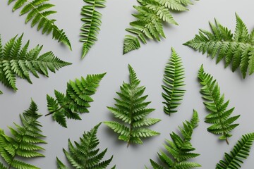 Fresh green fern leaves isolated on grey background. Close-up of fern foliage with intricate leaf details. Plants and nature. Copy space for design, composition, and studio photography.