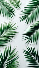 Palm leaves with white background. 