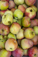 Viele Apfel nach der Ernte