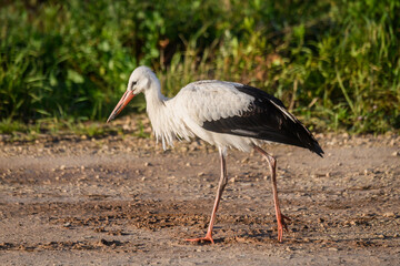 Obraz premium Selective focus photo. White stork bird, Ciconia ciconia.
