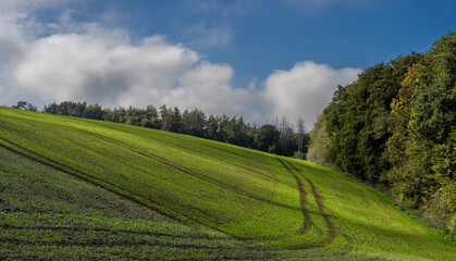 Fototapeta premium Weiches milder Licht am Morgen Felder am Rotenberg Alte Weinstraße