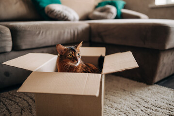 Cat in the box lifestyle cozy home movement delivery package red pet Somali breed fluffy cute funny...