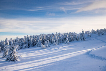 winter wonderland with snowy fir trees in the mountains