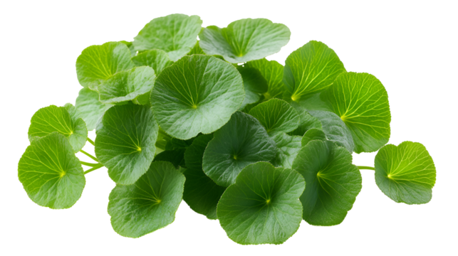 Centella Asiatica helps soothe sensitive skin and reduce inflammation