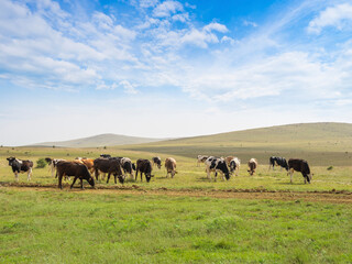 Herd of grazing cows, beautiful livestock  image of green pasture landscape herd of grazing cows. Blue sky, summer day. Holstein and Simmental cattle eating green grass. Copy space.