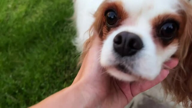 A spaniel dog runs through the green grass and is petted