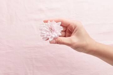 A close-up of a pastel pink chrysanthemum flower bud held delicately in a woman's hand. Perfect for concepts of beauty, nature, femininity, and care