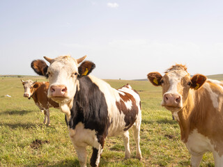 Curious cows looking at the camera. Standing in green meadow in summer day blue sky. Simmental brown red cattle. Livestock concept idea photo. 