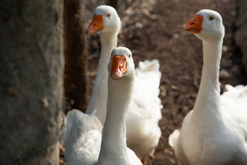 A group of white geese with orange beaks stand together