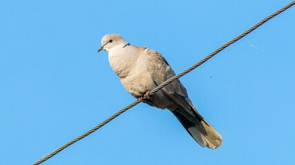 pigeon on a branch