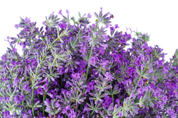 Flowers of Lavender.Beauty natural background.Isolated on a white background .