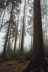 Autumn mist in forest with tall trees