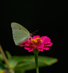 Cloudless sulphur butterfly gathering nectar from a fuschia zinnia