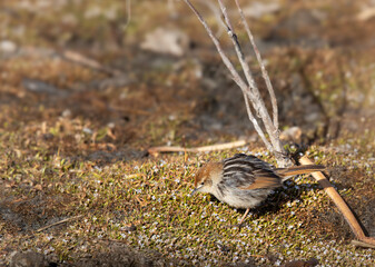 Levaillant's Cisticola