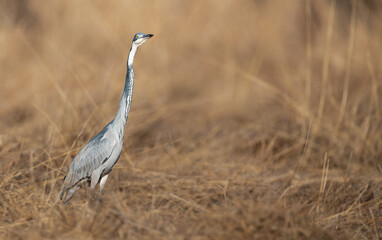 Black headed heron
