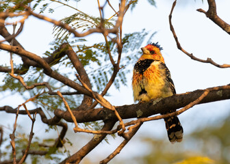 Crested Barbet