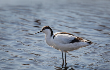 Pied Avocet