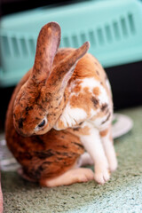 A domestic brown spotted rabbit grooms itself while sitting in a room.